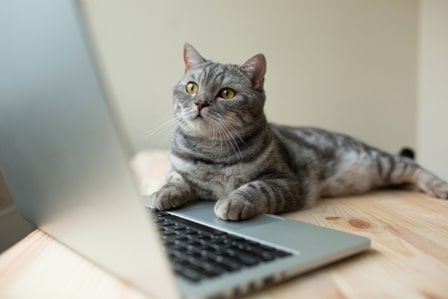 Pet Sitting for cats Cat scheduling pet sitting