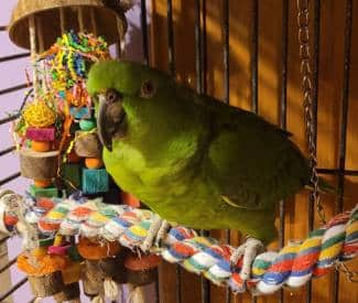 yellow naped Amazon parrot Amazon Parrot